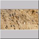 Andrena vaga - Weiden-Sandbiene -07- 02.jpg